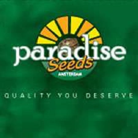 Auto Collection Pack #1 Feminized Cannabis Seeds By Paradise Seeds ...